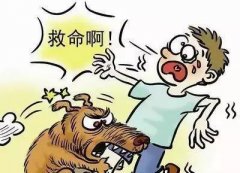 如遇惡犬咬人該怎么辦？這些知識也許能救命！