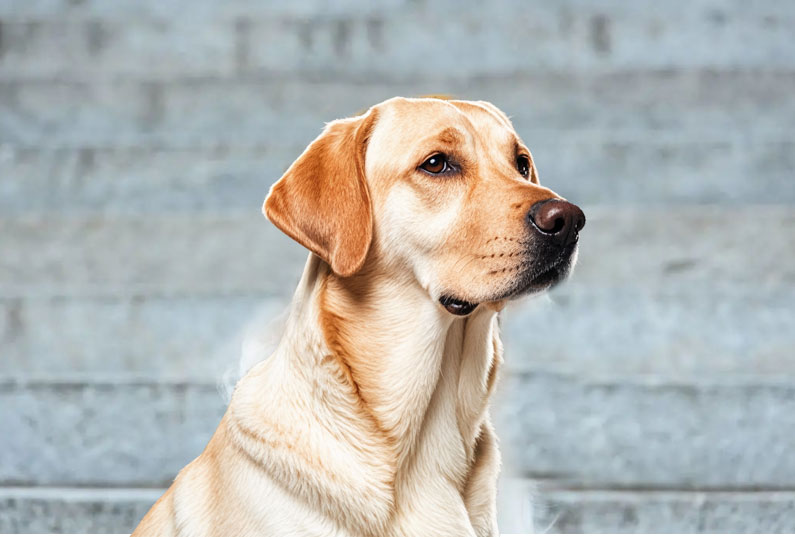 拉布拉多犬好養(yǎng)嗎？看完它的優(yōu)缺點你就知道了